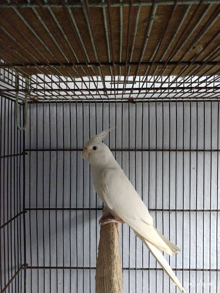 Cockatiel Ino White Red Eyes Male 3