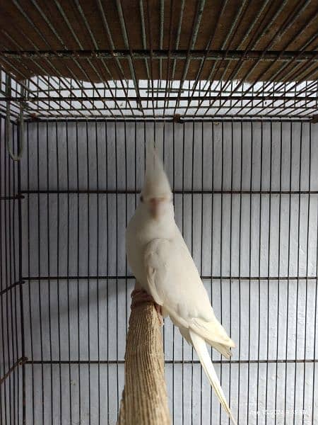 Cockatiel Ino White Red Eyes Male 4