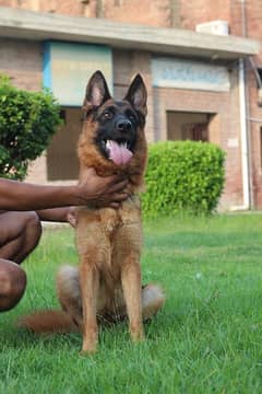 GSDCP PEDIGREE FEMALE FOR SALE