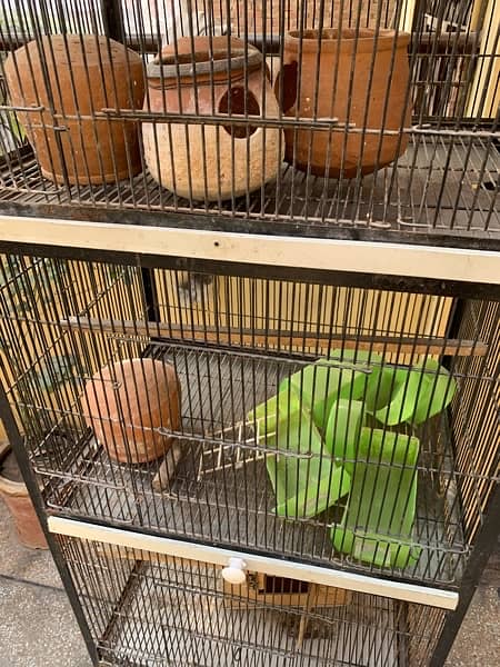 Birds cage 6