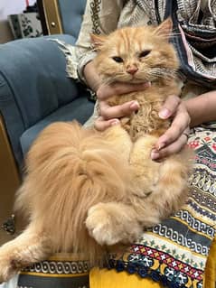 4 Months Persian Ginger Vaccinted Kitten for sale