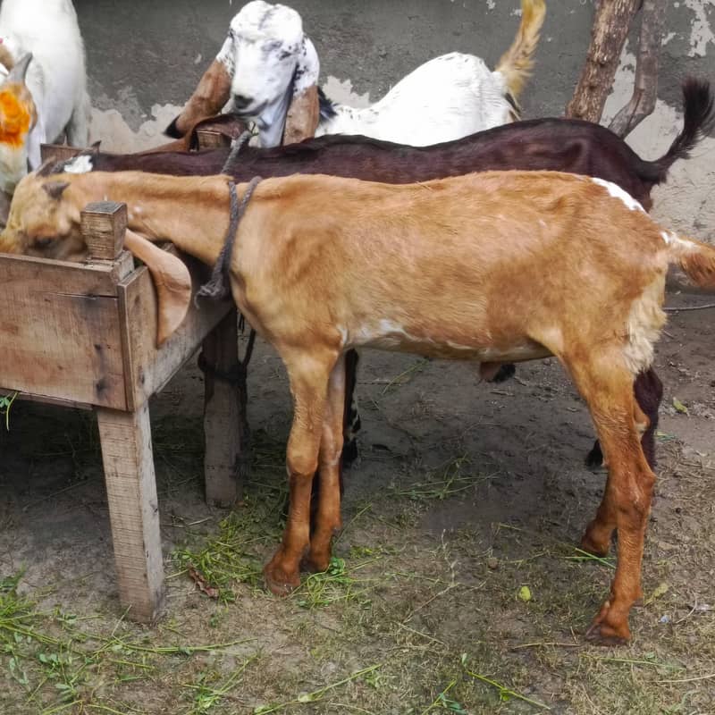 goat for sale 1