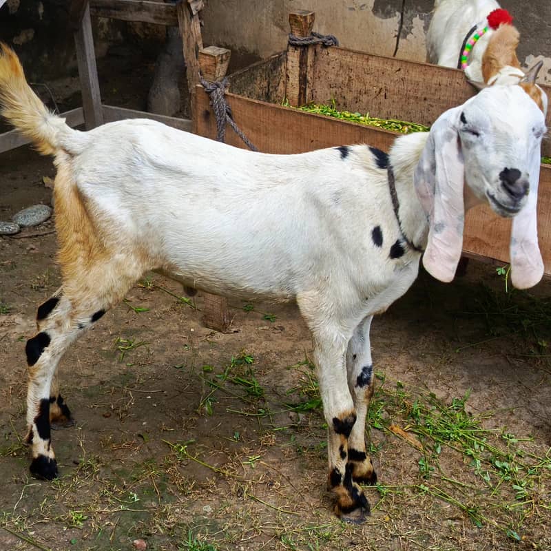 goat for sale 2