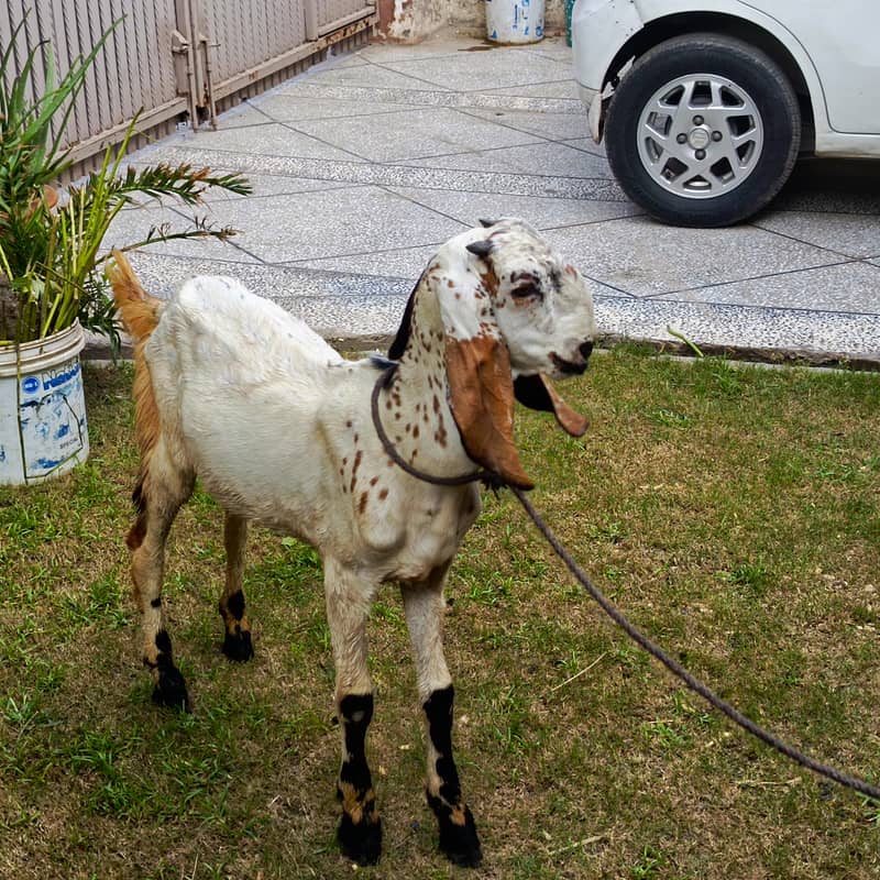 goat for sale 3