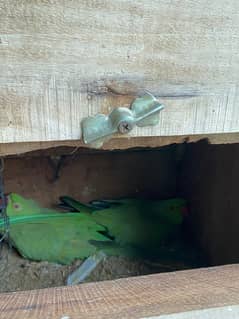 Raw / Ring neck / Parrot / Lovebirds / all parrots for sale