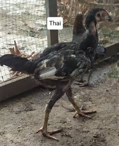 Aseel Thai Chicks