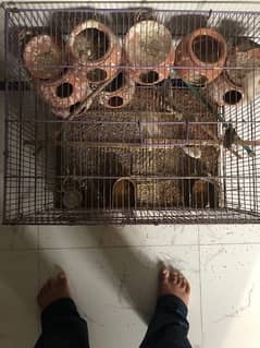 finches for sale