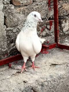 Pigeon 0