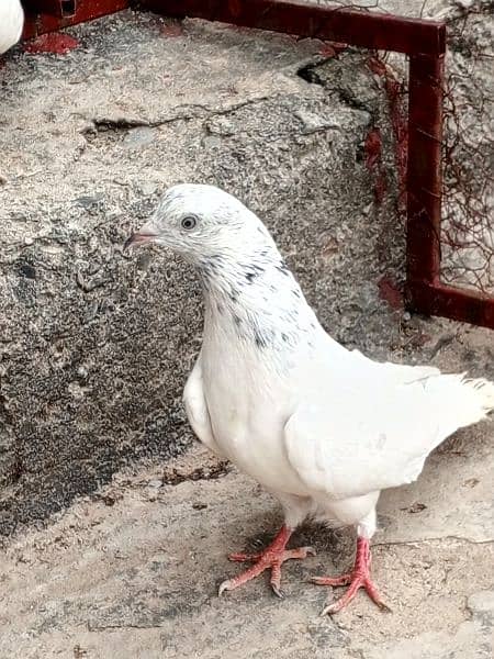 Pigeon 1