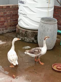 white ducks