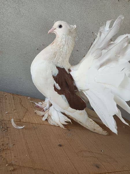 American breeder pair for sale location sahiwal 2