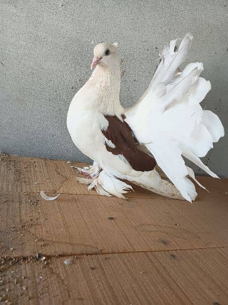 American breeder pair for sale location sahiwal 3