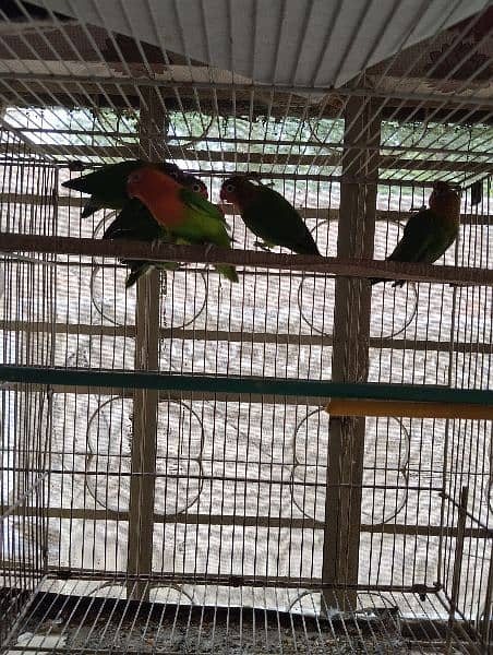 love birds for sale ready to breed and lutino adult piece 0