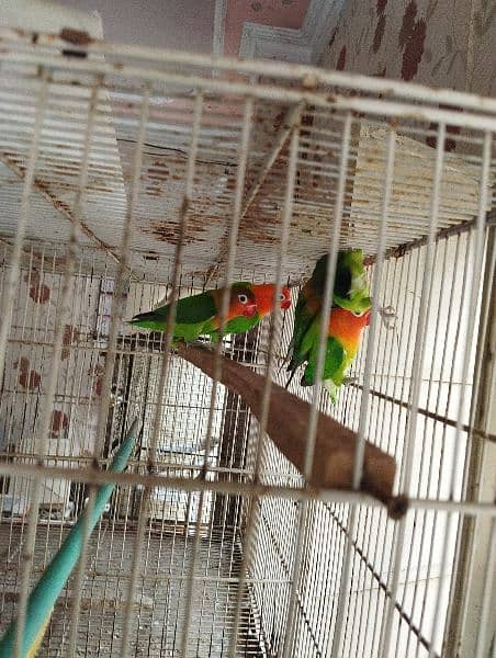 love birds for sale ready to breed and lutino adult piece 1