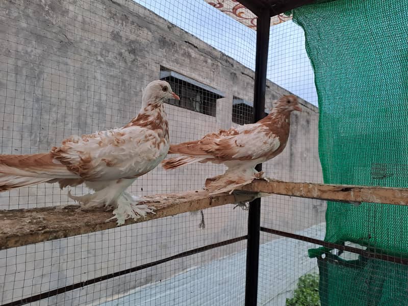 Supreme Quality Frillback breeding pair Pigeons/ kaboter 6