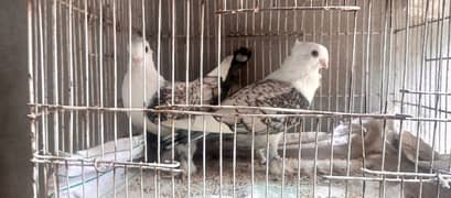 Pigeons for sale Breedair pair Sentinet