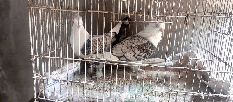 Pigeons for sale Breedair pair Sentinet 1