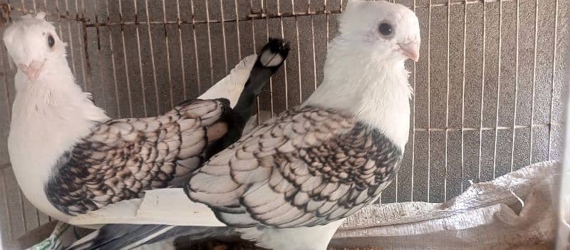 Pigeons for sale Breedair pair Sentinet 3