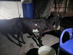 1 pregnant goat urgent sale