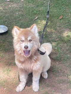 Brown Siberian Husky, odd eyes