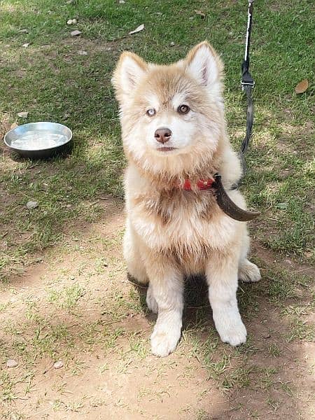 Brown Siberian Husky, odd eyes 1