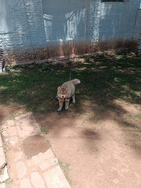 Brown Siberian Husky, odd eyes 2