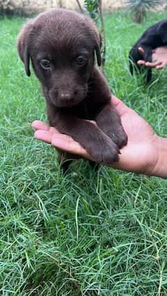 labrador puppies for sale