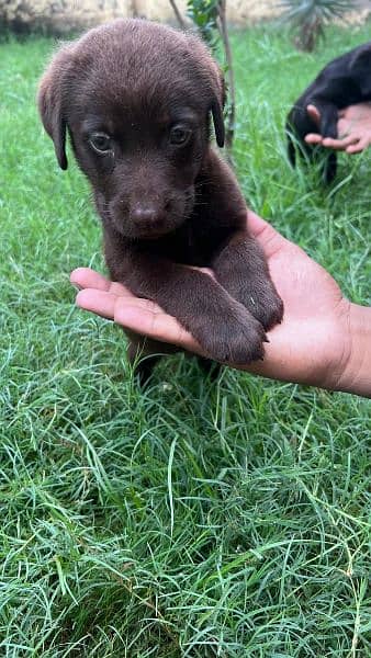 British Labrador / Puppy for sale / Labra / Lab / puppies / Labrador 5