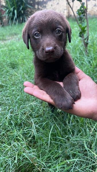 British Labrador / Puppy for sale / Labra / Lab / puppies / Labrador 1