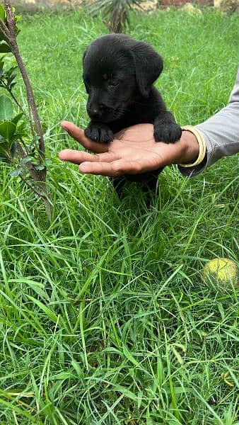 British Labrador / Puppy for sale / Labra / Lab / puppies / Labrador 2