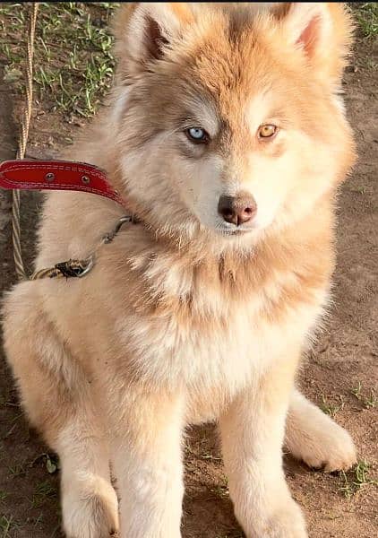 Brown Siberian Husky, odd eyes 3