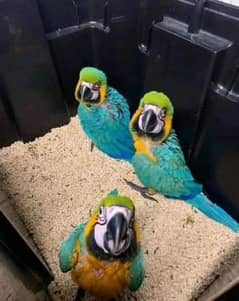 blue macaw chicks for sale available WhatsApp 0330*7629*885