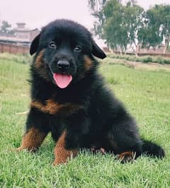 German Shepherd puppies for sale