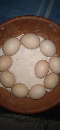 heera aseel egg