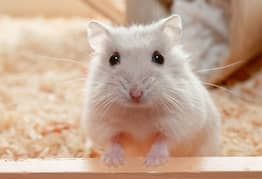 Cute Hamster