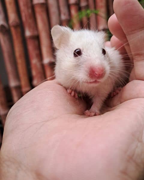 Cute Hamster 4