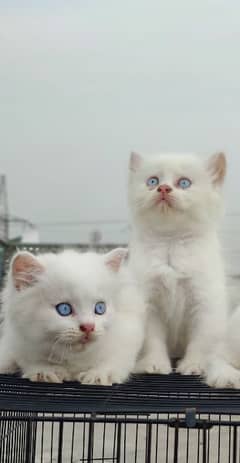 Triple Coated white kittens, Easily trained and healthy, age 40 days