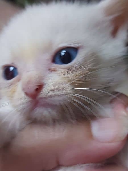 Blue eyese percion kittens 28days active 3pple cot 2