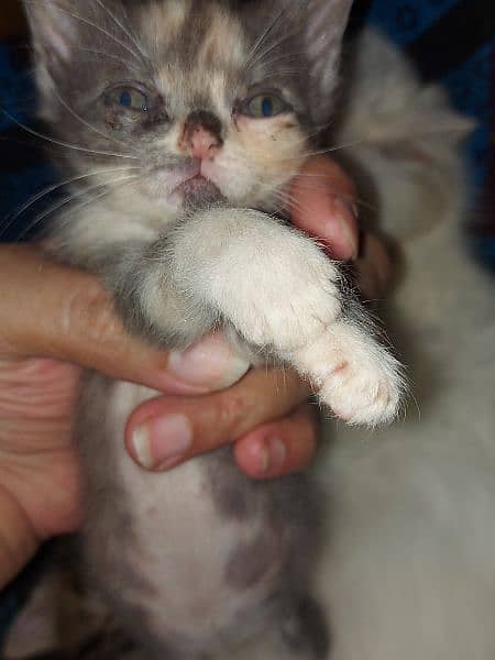 Blue eyese percion kittens 28days active 3pple cot 4