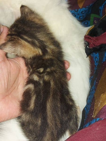 Blue eyese percion kittens 28days active 3pple cot 5