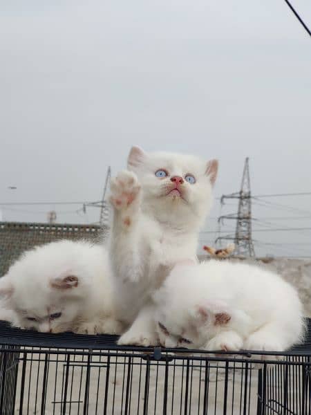 Triple Coated white kittens, Easily trained and healthy, age 40 days 2