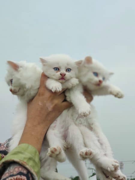 Triple Coated white kittens, Easily trained and healthy, age 40 days 3