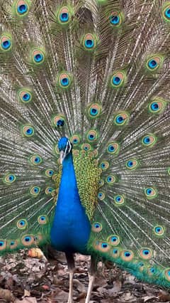 Peacock