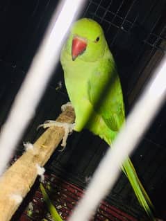 green parrots for sale(pair)