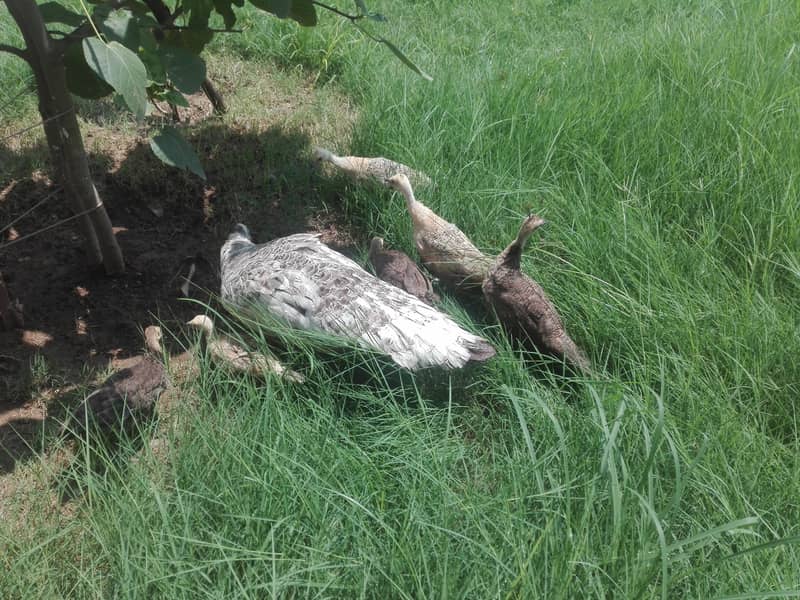 Peacock chicks. for sale 0