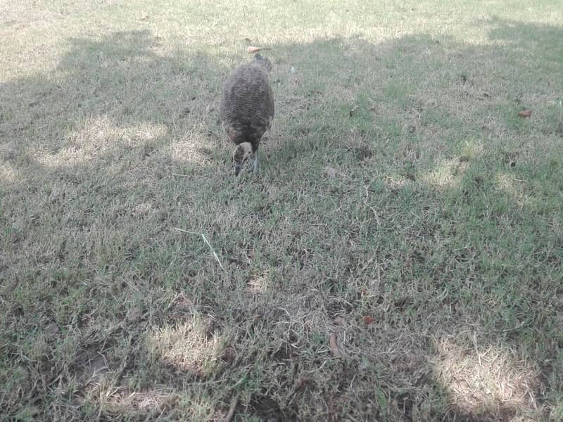 Peacock chicks. for sale 2