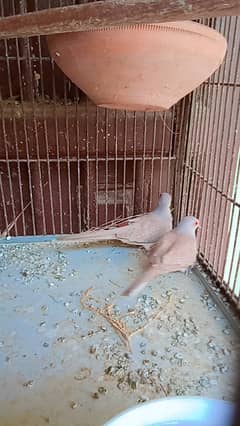 Red dove ready to first breed pairs