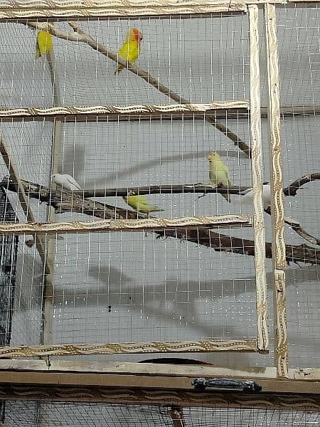 love Birds ready to breed pair 1