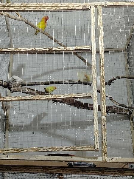 love Birds ready to breed pair 2