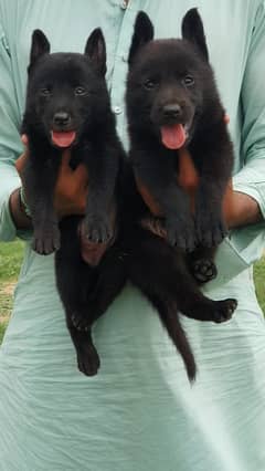 German shepherd puppies For Sale 0